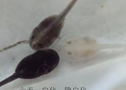 国产蝌蚪,创新科技引领未来生态养殖新篇章