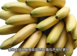 国产香蕉网,探索中国香蕉产业的魅力与未来